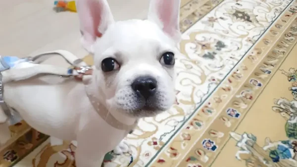 ペットの波動気功整体、出張訪問しています。