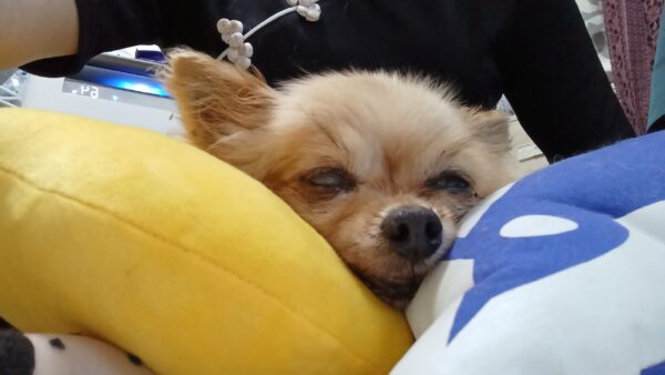 チワワ犬に波動気功した話